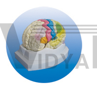 The model of function position with brain mantle